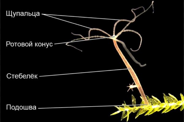 Ссылка на кракен даркнет